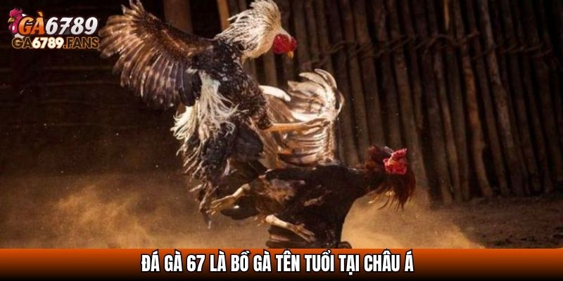 Đá Gà 67 - Bồ Gà Đỉnh Cao Hội Tụ Những Chiến Kê Huyền Thoại 2 Đá gà 67 là bồ gà tên tuổi tại châu Á