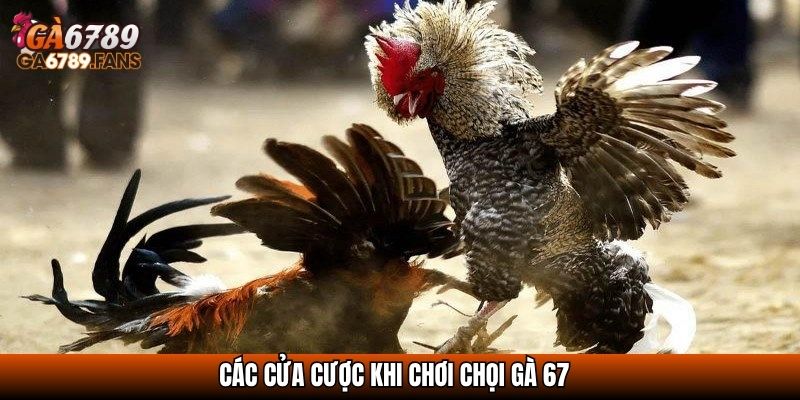 Đá Gà 67 - Bồ Gà Đỉnh Cao Hội Tụ Những Chiến Kê Huyền Thoại 3 Các cửa cược khi chơi chọi gà 67