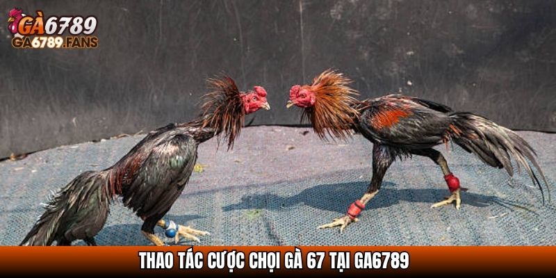 Đá Gà 67 - Bồ Gà Đỉnh Cao Hội Tụ Những Chiến Kê Huyền Thoại 4 Thao tác cược chọi gà 67 tại GA6789