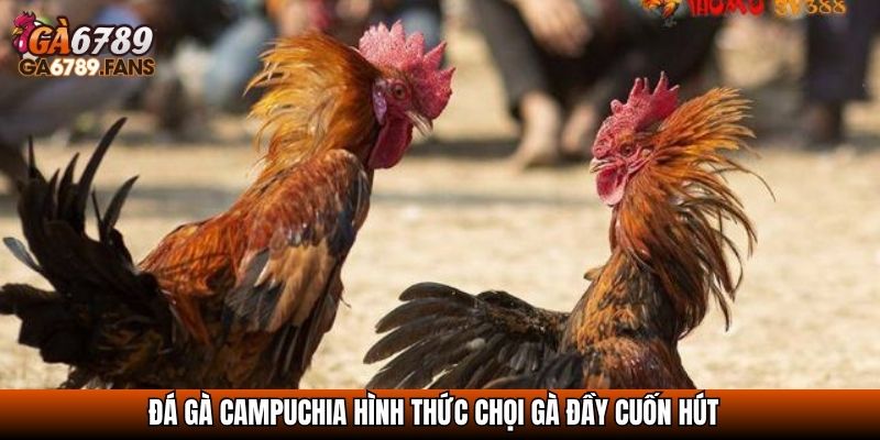 Đá gà Campuchia hình thức chọi gà đầy cuốn hút