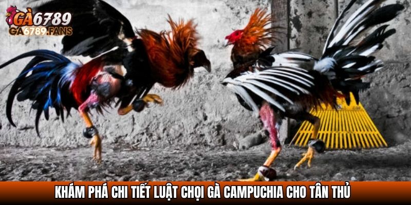 Khám phá chi tiết luật chọi gà Campuchia cho tân thủ