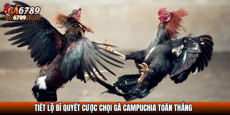 Tiết lộ bí quyết cược chọi gà Campuchia toàn thắng
