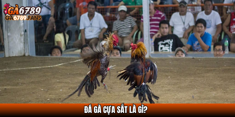 Đá gà cựa sắt là gì?
