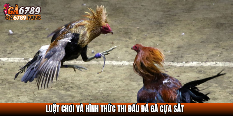 Luật chơi và hình thức thi đấu đá gà cựa sắt