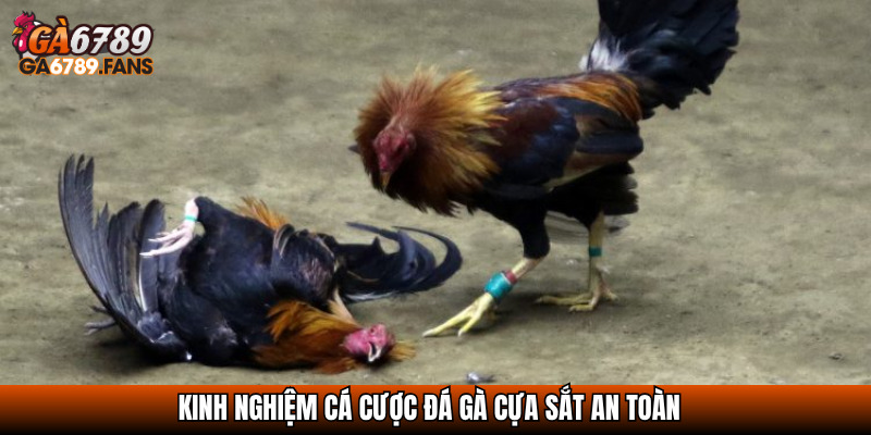 Kinh nghiệm cá cược đá gà cựa sắt an toàn