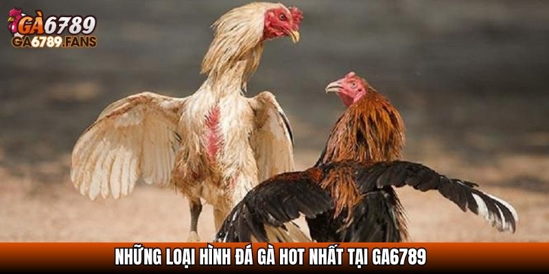 Những loại hình đá gà hot nhất tại GA6789