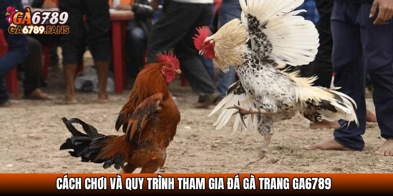 Cách chơi và quy trình tham gia đá gà trang GA6789