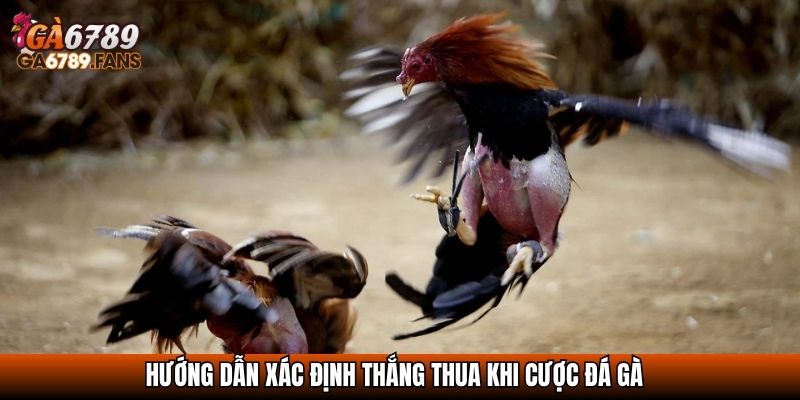 Hướng dẫn xác định thắng thua khi cược đá gà
