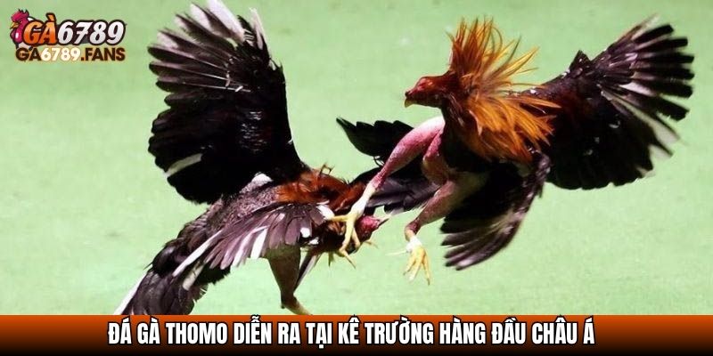 Đá Gà Thomo - Trận Địa Gà Chiến Không Thể Bỏ Lỡ Của Dân Chơi 2 Đá gà Thomo diễn ra tại kê trường hàng đầu châu Á
