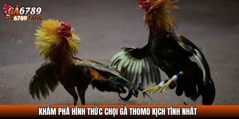 Đá Gà Thomo - Trận Địa Gà Chiến Không Thể Bỏ Lỡ Của Dân Chơi 3 Khám phá hình thức chọi gà Thomo kịch tính nhất