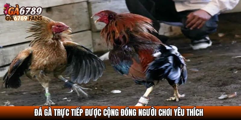 Đá Gà Trực Tiếp - Chọi Gà Online Đỉnh Cao Không Thể Bỏ Lỡ 2 Đá gà trực tiếp được cộng đồng người chơi yêu thích