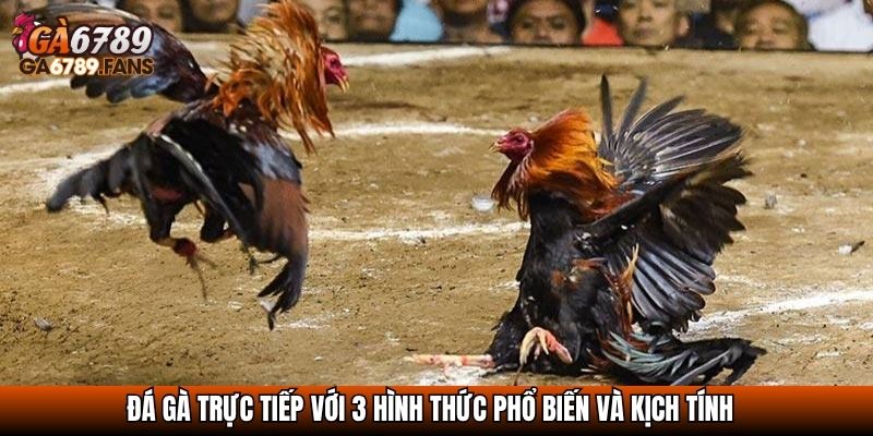 Đá Gà Trực Tiếp - Chọi Gà Online Đỉnh Cao Không Thể Bỏ Lỡ 3 Đá gà trực tiếp với 3 hình thức phổ biến và kịch tính