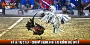 da ga truc tiep