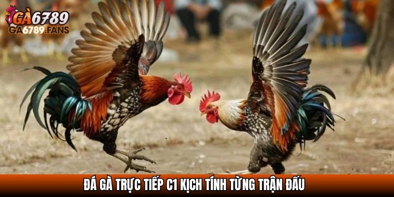 Đá Gà Trực Tiếp C1 - Trận Địa Của Những Chiến Kê Đẳng Cấp 2 Đá gà trực tiếp C1 kịch tính từng trận đấu