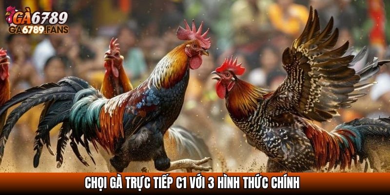 Đá Gà Trực Tiếp C1 - Trận Địa Của Những Chiến Kê Đẳng Cấp 3 Chọi gà trực tiếp C1 với 3 hình thức chính