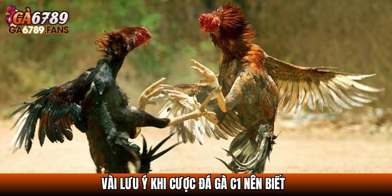 Đá Gà Trực Tiếp C1 - Trận Địa Của Những Chiến Kê Đẳng Cấp 4 Vài lưu ý khi cược đá gà C1 nên biết