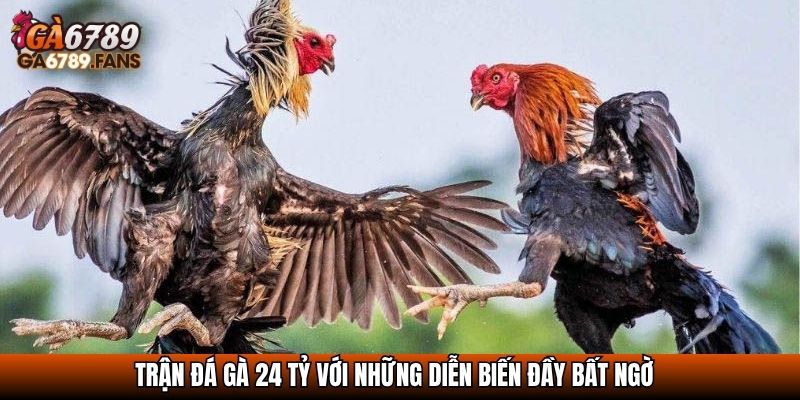 Trận Đá Gà 24 Tỷ - Sự Kiện Lịch Sử Chấn Động Giới Chọi Gà 3 Trận đá gà 24 tỷ với những diễn biến đầy bất ngờ