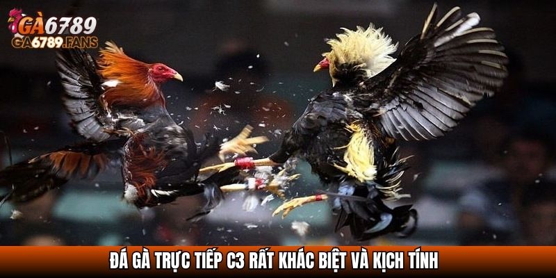 Đá gà trực tiếp C3 rất khác biệt và kịch tính