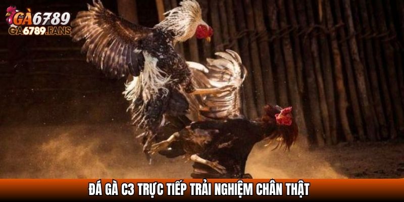 Đá gà C3 trực tiếp trải nghiệm chân thật